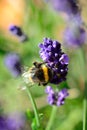 Bee on a lavender flower Royalty Free Stock Photo