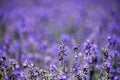 Bee on lavender flower meadow spring Royalty Free Stock Photo