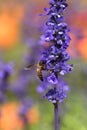 Bee, lavender, flower, nature, insect, pollen, honey, plant, mac Royalty Free Stock Photo