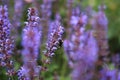 Bee on Lavender Royalty Free Stock Photo