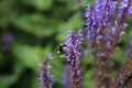 Bee on Lavender Royalty Free Stock Photo