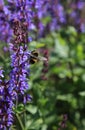 Bee on Lavender Royalty Free Stock Photo