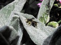 Bee on a lavender leaf