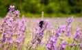 Bee on Lavender, Mayfield Lavender Farm, UK