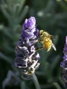 Bee on Lavender No. 3 Royalty Free Stock Photo