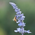 bee lavender one clear flower clean background Royalty Free Stock Photo