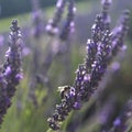 Bee on lavender, Provence Royalty Free Stock Photo