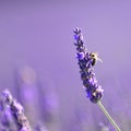 Bee on lavender, Provence Royalty Free Stock Photo