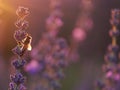 Bee on lavender in the sunset Royalty Free Stock Photo