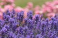 Bee in lavenders