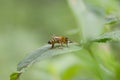 Bee on a leaf Royalty Free Stock Photo