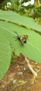 The bee on leaf look beautiful colour