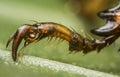 bee legs full zoom macro photo Royalty Free Stock Photo