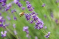 Bee on levander flower