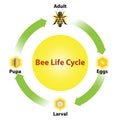 Bee life cycle background and vector Royalty Free Stock Photo