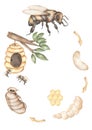 Bee Life Cycle Clipart, Watercolor insect Life Cycle Poster, honey bee, wild life homeschool card, Learning game, Kids School