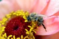 Bee On Light Pink Zinnia Stamens Royalty Free Stock Photo