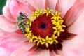 Bee On Light Pink Zinnia Stamens Royalty Free Stock Photo