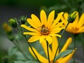 Bee-like fly with the Latin name Syrphidae sits on a bright yellow flower