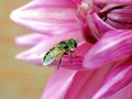 Bee-like fly with the Latin name Syrphidae sits on a pink Dahlia, macro