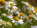 bee-like fly sits on a white daisy flower on a summer day. Insect on a flower close-up. Hover flies, also called flower flies or Royalty Free Stock Photo