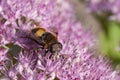 A bee-like fly sitting on a flower on a blurred background Royalty Free Stock Photo