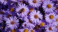 Bee on lilac asters in sunny weather