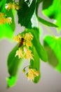 Bee on a lime tree Royalty Free Stock Photo