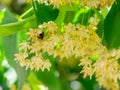 Bee between linden flowers and abundance of foliage leaves. Lime tree or tilia tree in blossom. Summer nature background Royalty Free Stock Photo
