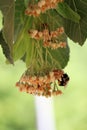 Bee on linden tree flowers Royalty Free Stock Photo