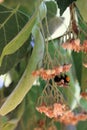 Bee on linden tree flowers #2 Royalty Free Stock Photo