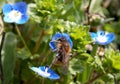 Bee on a little blue flower Royalty Free Stock Photo