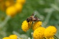 Bee on a little flower Royalty Free Stock Photo