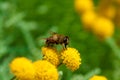 Bee on a little flower Royalty Free Stock Photo