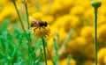 Bee on a little flower Royalty Free Stock Photo