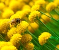 Bee on a little flower Royalty Free Stock Photo