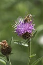 Bee loaded heavily with pollen collecting necta from a thistle flower Royalty Free Stock Photo