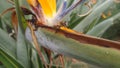 bee lodged in a colorful flower called strelitzia reginae or bird of paradise Royalty Free Stock Photo