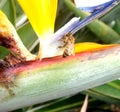 bee lodged in a colorful flower called strelitzia reginae or bird of paradise Royalty Free Stock Photo