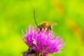 A bee with long antennas drinks nectar from flower Royalty Free Stock Photo