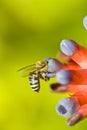 Bee looking for nectar