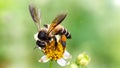 bee flying over a daisy flower to find pollen, macro photography of this fragile and gracious hymenoptera insect, nature scene