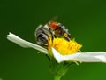 A bee is looking for pollen to make honey daily