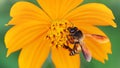 bee looking for pollen flying around a blooming yellow flower, macro photo. hard working insect, fragile ecosystem Royalty Free Stock Photo