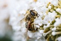 A bee looking for some nectar Royalty Free Stock Photo