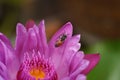 Bee on the lotus flower. Royalty Free Stock Photo