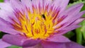 Bee and Lotus in garden. Royalty Free Stock Photo