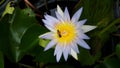 Bee and lotus in garden. Royalty Free Stock Photo