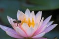 A Bee in a Lotus