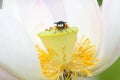 Bee and lotus Royalty Free Stock Photo